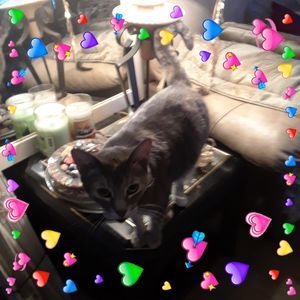 Meet your Posher, Delcia